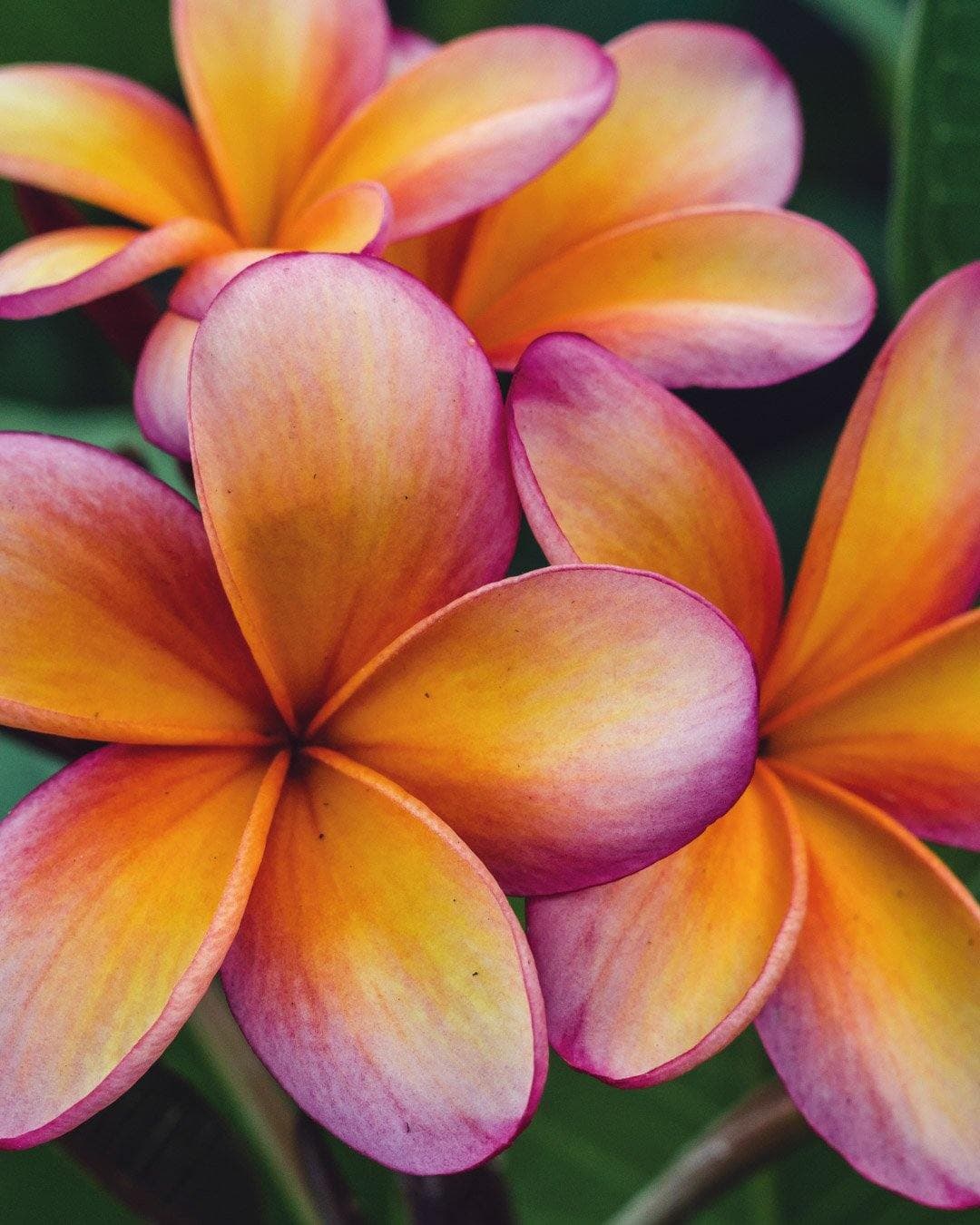 Plumeria "Wizard" rosa-gialla (Frangipani, Pomelia)