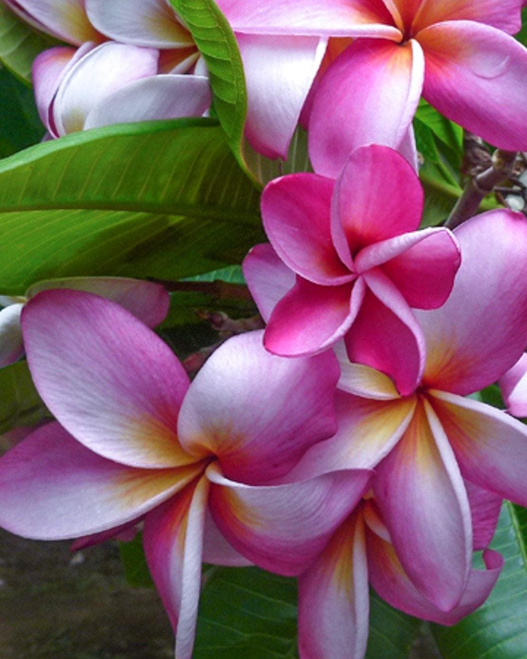 Plumeria "Versailles" rosa (Frangipani, Pomelia)
