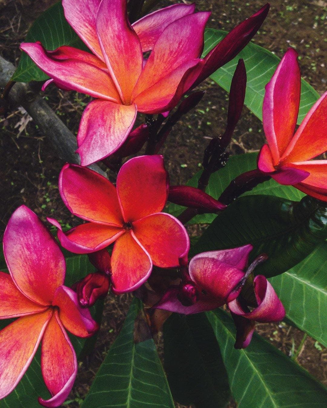 Plumeria "Vertigo" arancione (Frangipani, Pomelia)