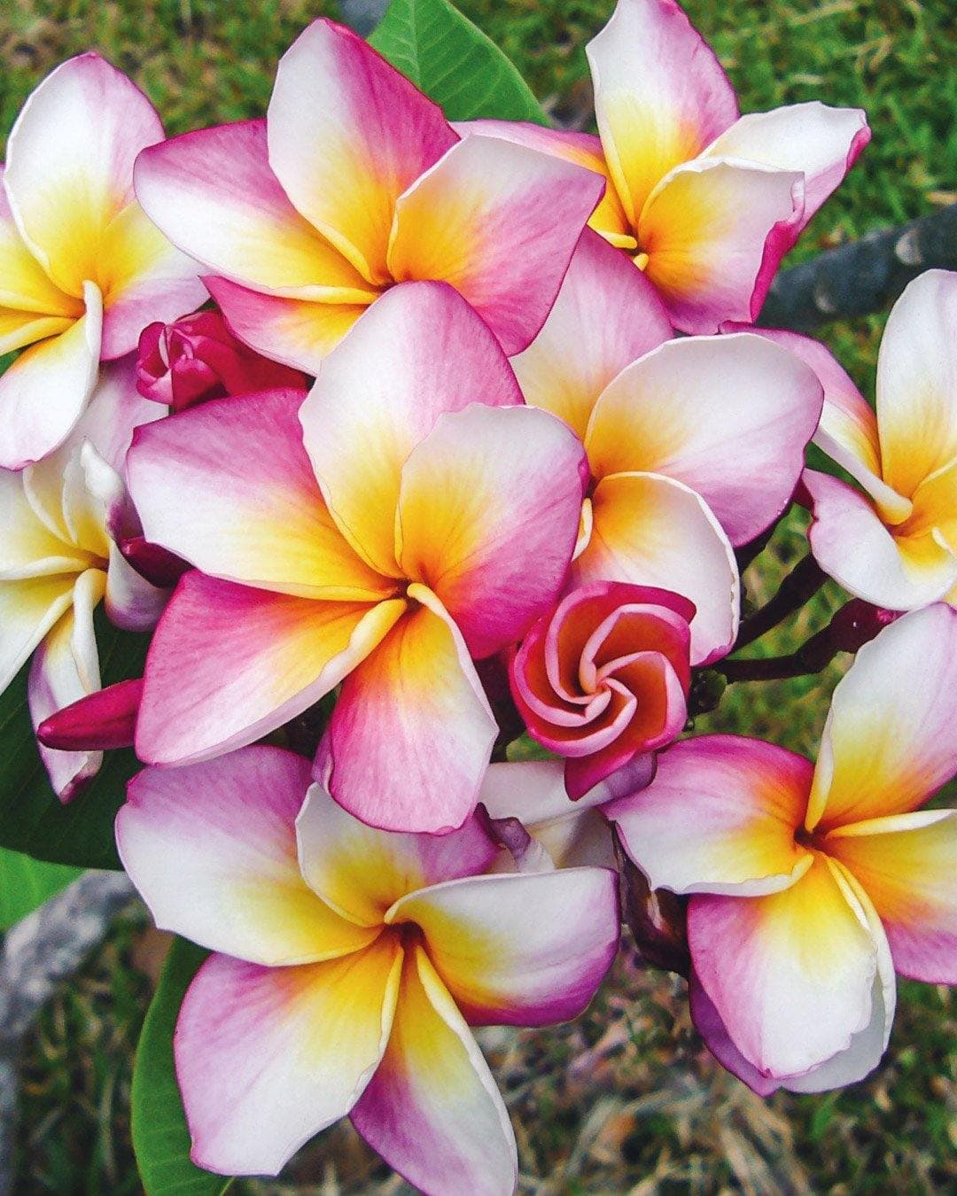 Plumeria "Rhonda" bianca-rosa-gialla (Frangipani, Pomelia)
