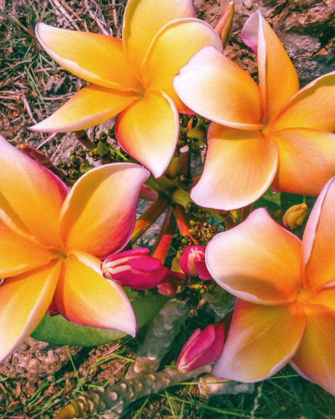 Plumeria "Sahara" gialla (Frangipani, Pomelia)