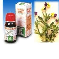 Viola del pensiero 32 50ml tm in Vasi tradizionali Clubfarma - Melilli, commercioVirtuoso.it