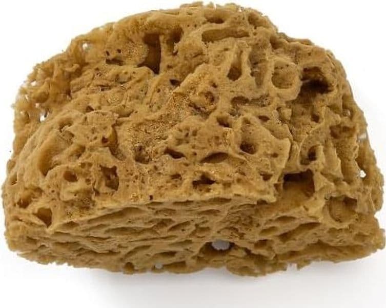 PENNELLIFICIO 2000 - SPUGNA MARE NATURALE D.14 in Spugne Stockdoc - Terni, commercioVirtuoso.it