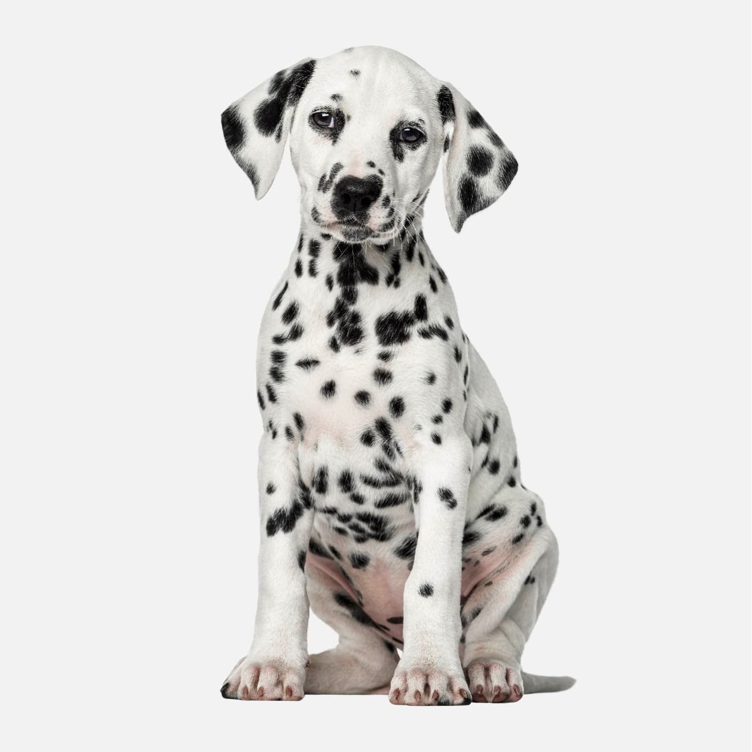 Prodotti per cani