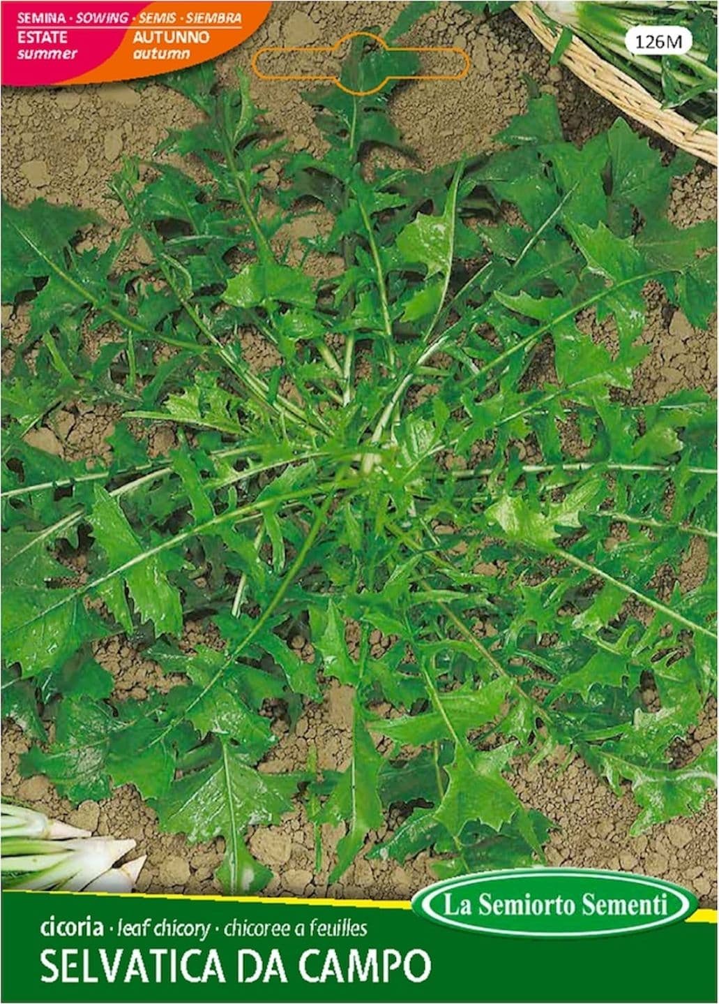 Cicoria SELVATICA DA CAMPO Semi La Semiorto Sementi in Vegetali Taliachicce.it - Milazzo, commercioVirtuoso.it