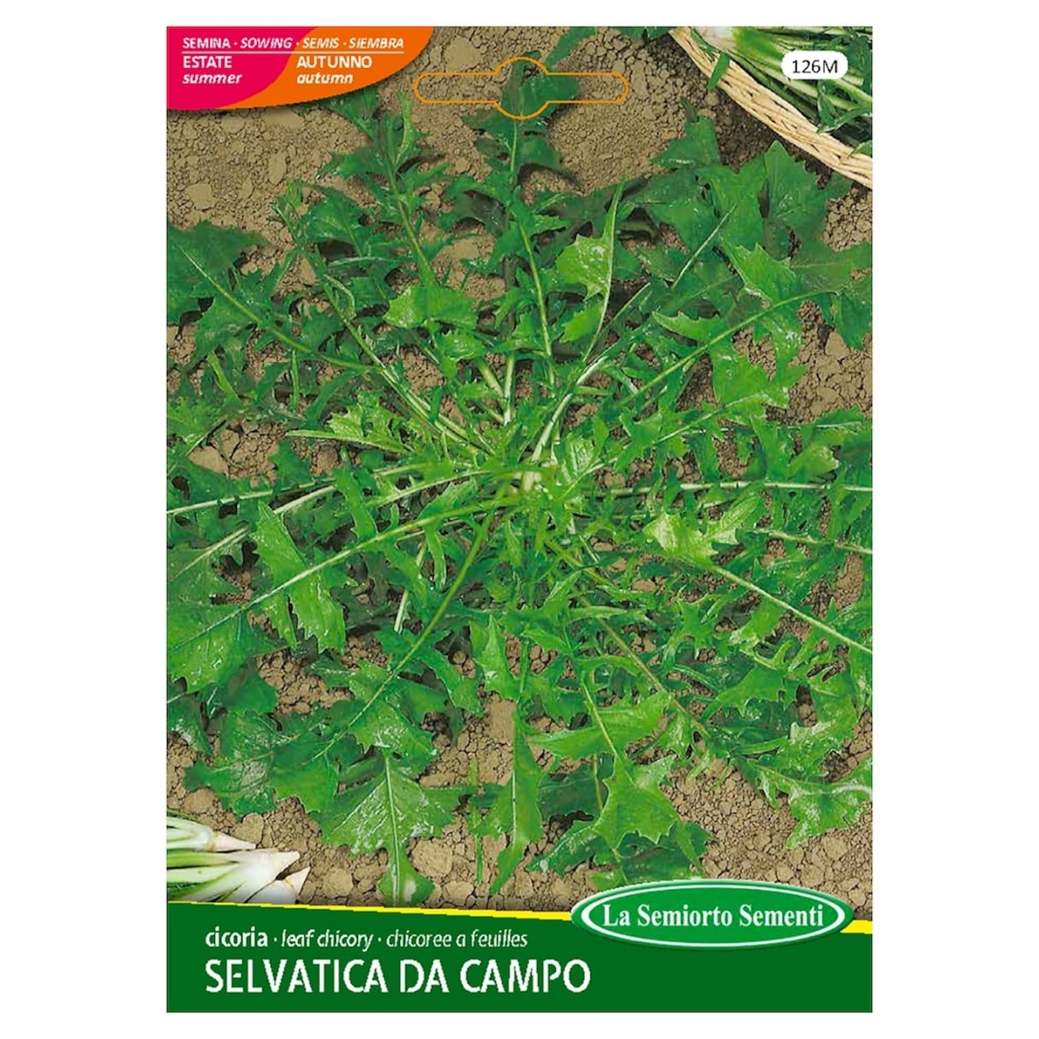 Cicoria SELVATICA DA CAMPO Semi La Semiorto Sementi in Vegetali Taliachicce.it - Milazzo, commercioVirtuoso.it