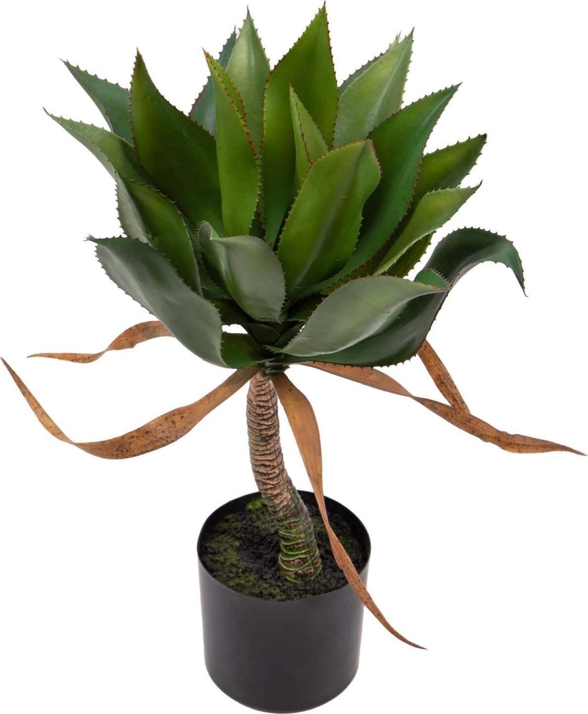 Agave 71 Cm C/vaso Bianchi Dino Giardino e giardinaggio/Piante semi e bulbi/Piante da esterno/Cactus e piante grasse Loft Uno di Casa - Catania, Commerciovirtuoso.it