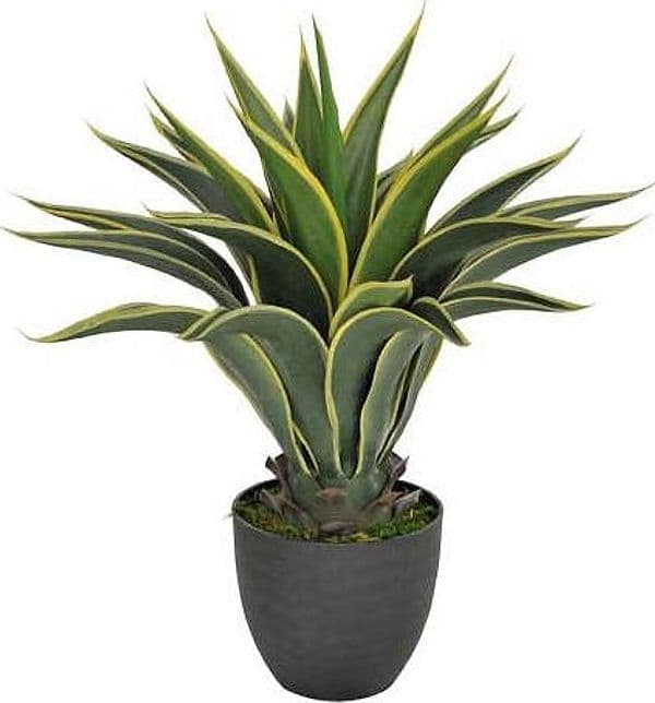 Agave Attenuata C/vaso 60 Cm Bianchi Dino Giardino e giardinaggio/Piante semi e bulbi/Piante da esterno/Cactus e piante grasse Loft Uno di Casa - Catania, Commerciovirtuoso.it
