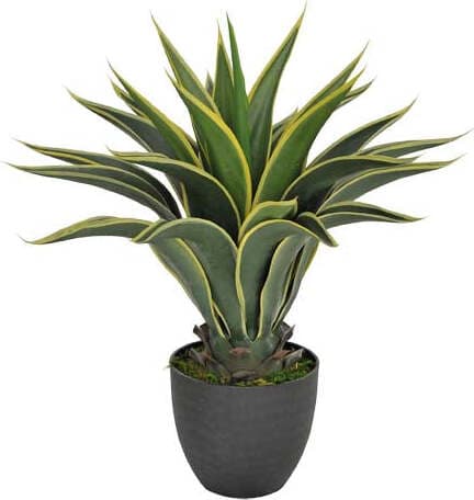 Agave Attenuata C/vaso 60 Cm Bianchi Dino Giardino e giardinaggio/Piante semi e bulbi/Piante da esterno/Cactus e piante grasse Loft Uno di Casa - Catania, Commerciovirtuoso.it