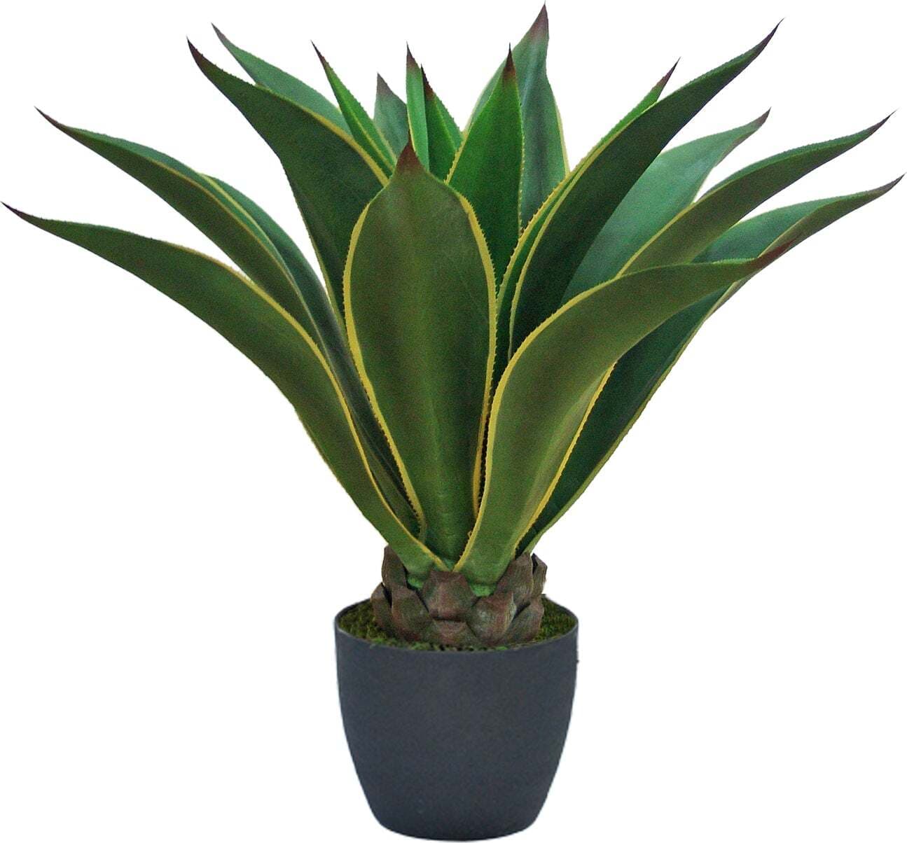Agave Attenuata C/vaso 98 Cm Bianchi Dino Giardino e giardinaggio/Piante semi e bulbi/Piante da esterno/Cactus e piante grasse Loft Uno di Casa - Catania, Commerciovirtuoso.it
