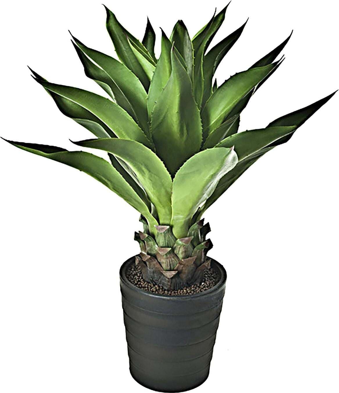 Aloe 90 Cm Con vaso Bianchi Dino Giardino e giardinaggio/Piante semi e bulbi/Piante da esterno/Cactus e piante grasse Loft Uno di Casa - Catania, Commerciovirtuoso.it