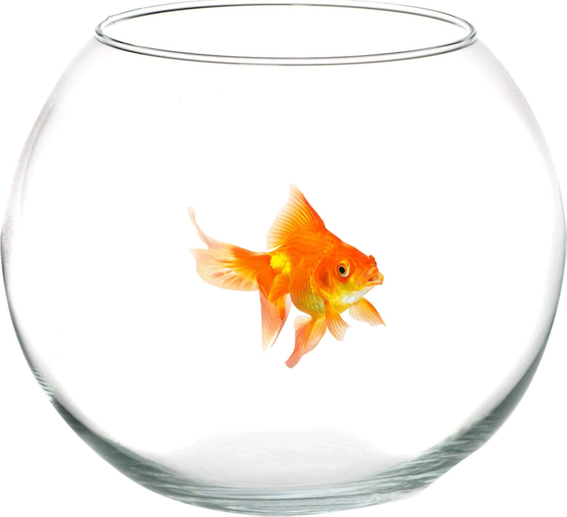 AMPOLLA BOCCIA PER PESCI IN VETRO 16 CM ACQUARIO PESCE ROSSO CENTROTAVOLA