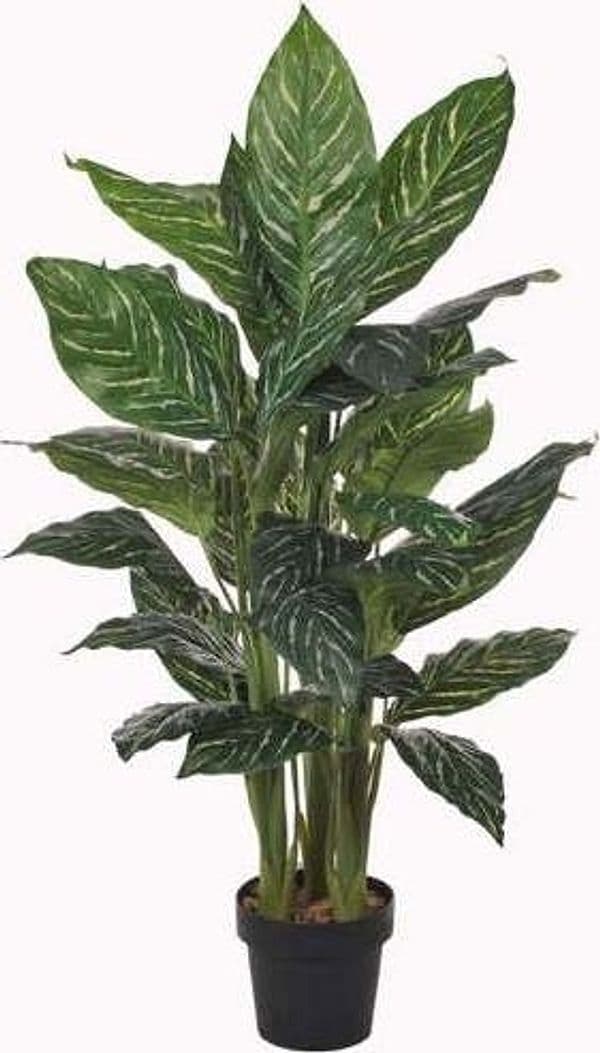 Anglaonema X 42 Fgl C/vaso 115 Cm Giardino e giardinaggio/Piante semi e bulbi/Piante da interno/Alberi Loft Uno di Casa - Catania, Commerciovirtuoso.it