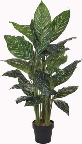 Anglaonema X 42 Fgl C/vaso 115 Cm Giardino e giardinaggio/Piante semi e bulbi/Piante da interno/Alberi Loft Uno di Casa - Catania, Commerciovirtuoso.it