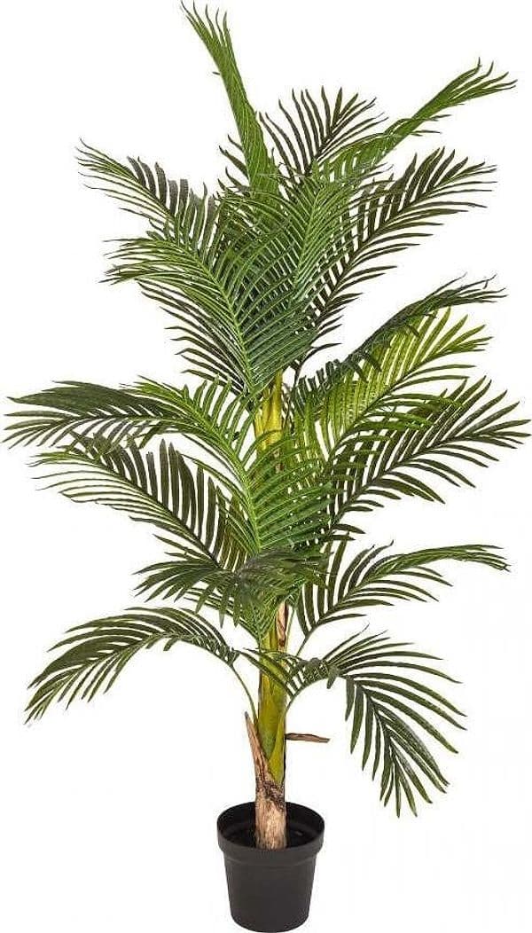 Areca C/vaso H.165 Cm Bianchi Dino