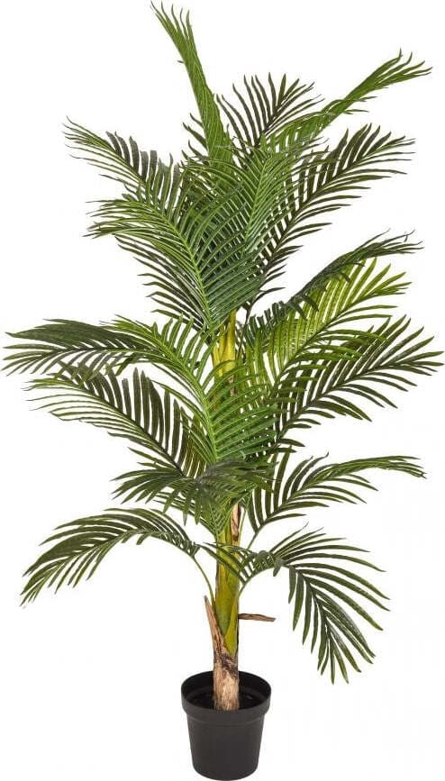 Areca C/vaso H.165 Cm Bianchi Dino Giardino e giardinaggio/Piante semi e bulbi/Piante da interno/Felci Loft Uno di Casa - Catania, Commerciovirtuoso.it