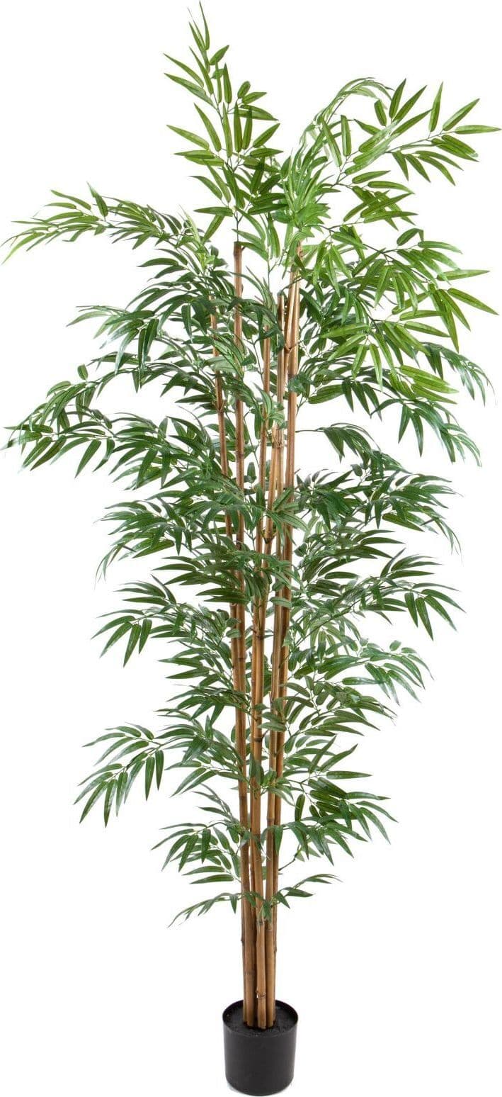 Bamboo Italiano C/vaso H.240 Cm Giardino e giardinaggio/Piante semi e bulbi/Piante da interno/Alberi Loft Uno di Casa - Catania, Commerciovirtuoso.it