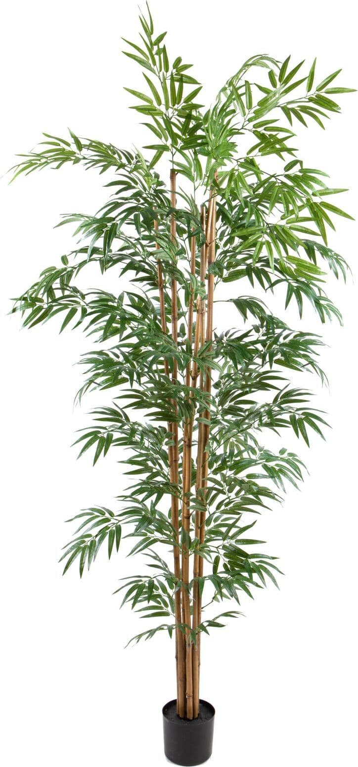 Bamboo Italiano C/vaso H.240 Cm Giardino e giardinaggio/Piante semi e bulbi/Piante da interno/Alberi Loft Uno di Casa - Catania, Commerciovirtuoso.it