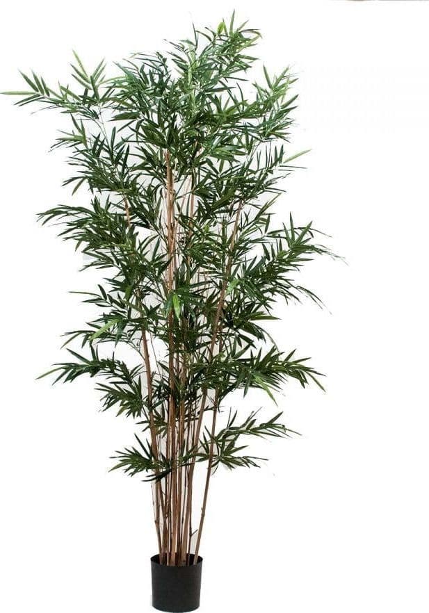 Bamboo Royal X 7 210 Cm C-vaso Bianchi Dino Giardino e giardinaggio/Piante semi e bulbi/Piante da interno/Alberi Loft Uno di Casa - Catania, Commerciovirtuoso.it