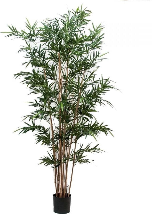 Bamboo Royal X 7 210 Cm C-vaso Bianchi Dino Giardino e giardinaggio/Piante semi e bulbi/Piante da interno/Alberi Loft Uno di Casa - Catania, Commerciovirtuoso.it