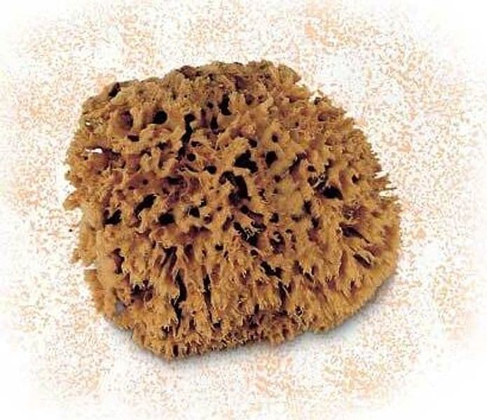 CINGHIALE---SPUGNA-MARINA-NATURALE-PICCOLA-PER-EFFETTO-SPUGNATO