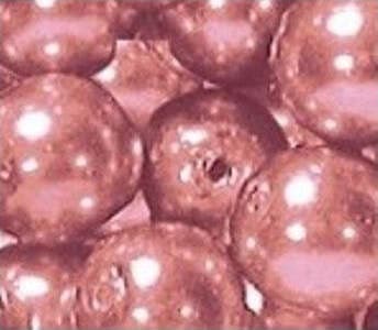 coral-Pink-Renaissance-perle-di-vetro-6-mm-100PK