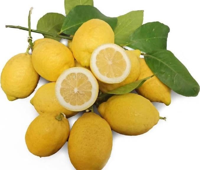 Limone Femminello Siracusano Cassetta di Limoni Naturali Made in Italy Limoni Extra Succo Italiani Coltivati in Italia Limoni Naturali Azienda Agricola Russo in Limoni Azienda Agricola Giuseppe Russo - Ribera, commercioVirtuoso.it