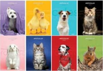 Maxiquaderno Pet color 2022 - A4 - 10 mm - c-margine - 21 fogli - 80 gr - Blasetti Cancelleria e prodotti per ufficio/Scuola e materiale didattico/Materiale scolastico/Diari quaderni e block notes Eurocartuccia - Pavullo, Commerciovirtuoso.it