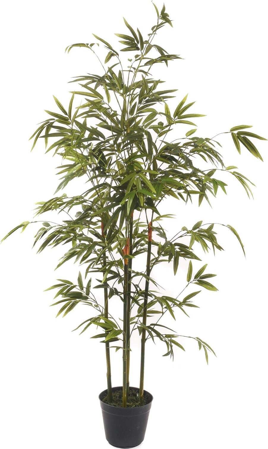 Mini Bamboo X 5 C/vaso 130 Cm Bianchi Dino Giardino e giardinaggio/Piante semi e bulbi/Piante da interno/Alberi Loft Uno di Casa - Catania, Commerciovirtuoso.it