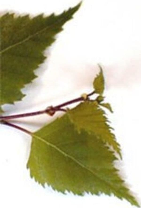 MSA-BETULA-VERRUCOSA-50-ML