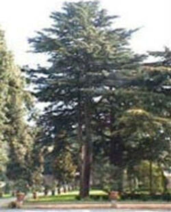 MSA CEDRUS LIBANI 50 ML