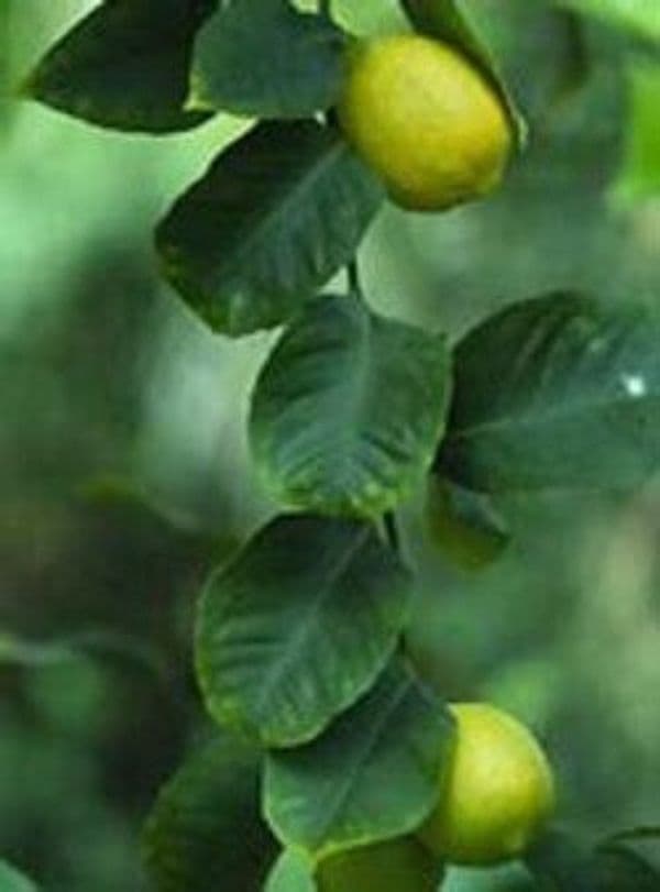 MSA-CITRUS-LIMONUM-50-ML
