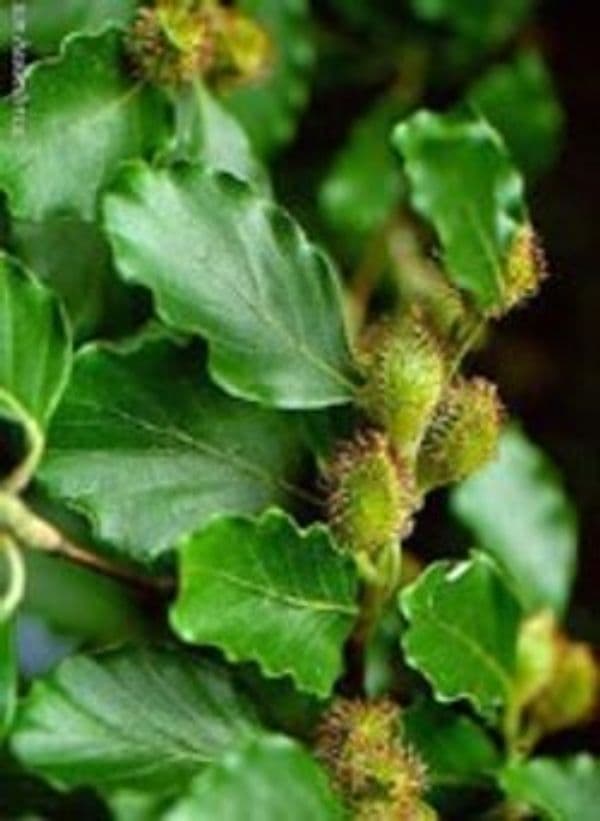 MSA-FAGUS-SYLVATICA-50-ML