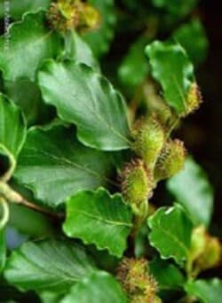 MSA-FAGUS-SYLVATICA-50-ML