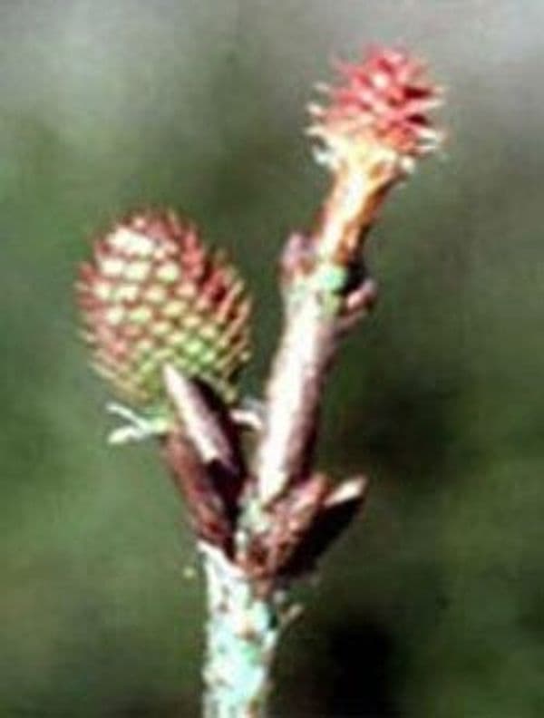 MSA-PINUS-MONTANA-50-ML