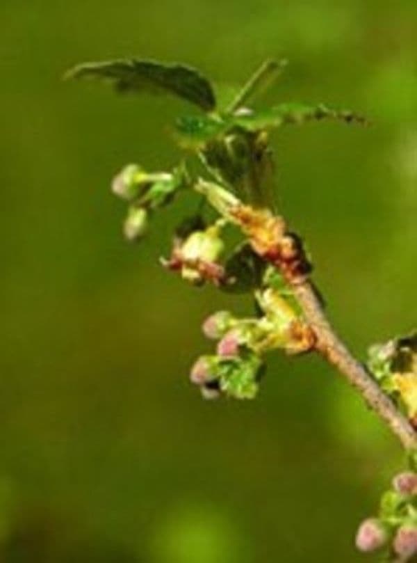 MSA-RIBES-NIGRUM-50-ML