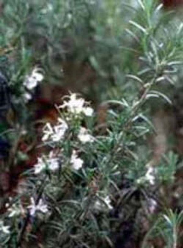 MSA-ROSMARINUS-OFFIC-50-ML