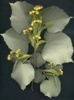 MSA-TILIA-TOMENTOSA-50-ML