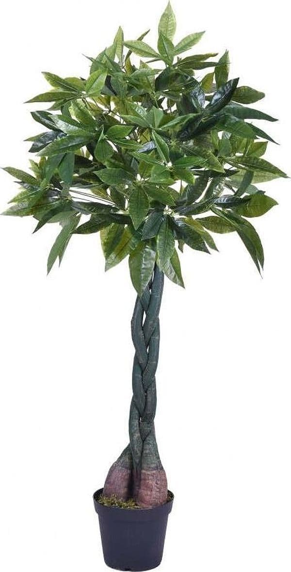 Pachira 150 Cm C/vaso Bianchi Dino Giardino e giardinaggio/Piante semi e bulbi/Piante da interno/Alberi Loft Uno di Casa - Catania, Commerciovirtuoso.it