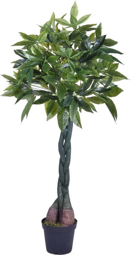 Pachira 150 Cm C/vaso Bianchi Dino Giardino e giardinaggio/Piante semi e bulbi/Piante da interno/Alberi Loft Uno di Casa - Catania, Commerciovirtuoso.it
