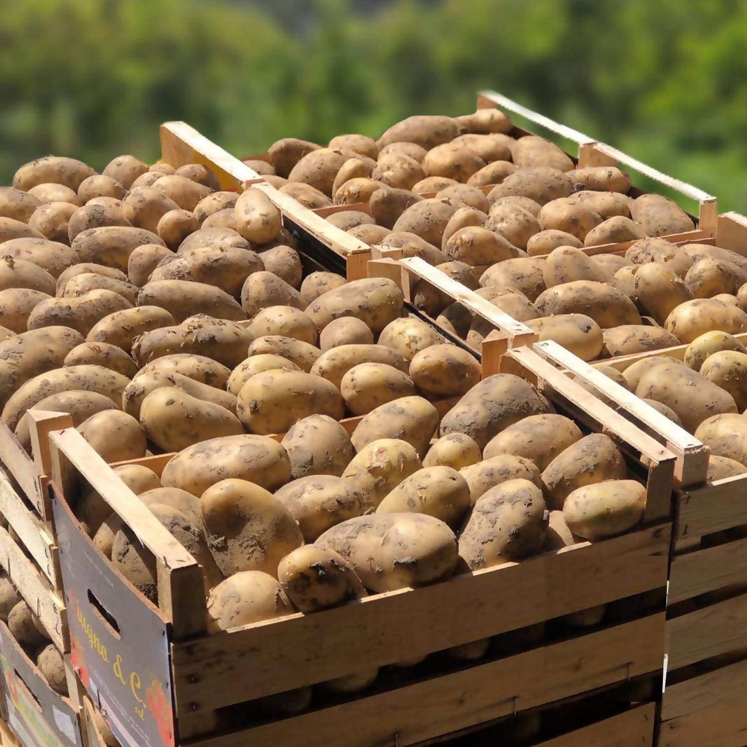 Patata Novella Siciliana 0,75 €/Kg Box 20Kg Il Melograno Peloritano in Patate dolci Az. Agricola ’’Il Melograno Peloritano’’ - Monforte San Giorgio, commercioVirtuoso.it