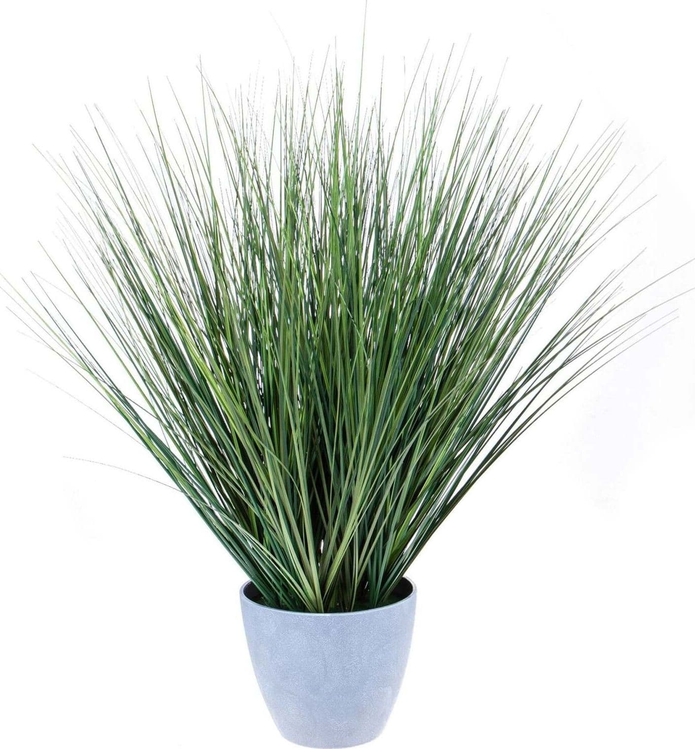 Pianta Beargrass 78 Cm C/vaso Bianchi Dino