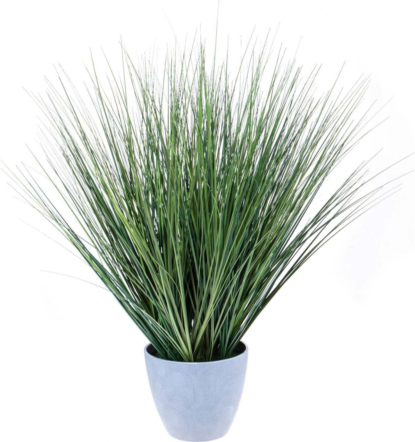 Pianta Beargrass 78 Cm C/vaso Giardino e giardinaggio/Piante semi e bulbi/Piante da interno/Felci Loft Uno di Casa - Catania, Commerciovirtuoso.it