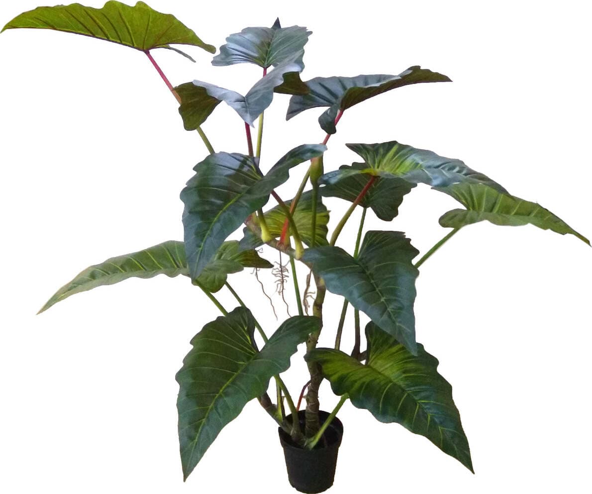 Pianta Colocasia Esculenta C/vaso 170 Cm Bianchi Dino Giardino e giardinaggio/Piante semi e bulbi/Piante da interno/Alberi Loft Uno di Casa - Catania, Commerciovirtuoso.it
