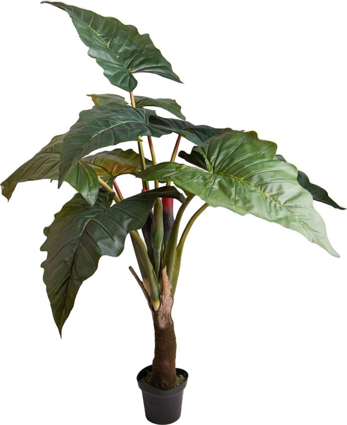 Pianta Colocasia Esculenta H. 165 Cm Bianchi Dino Giardino e giardinaggio/Piante semi e bulbi/Piante da interno/Alberi Loft Uno di Casa - Catania, Commerciovirtuoso.it