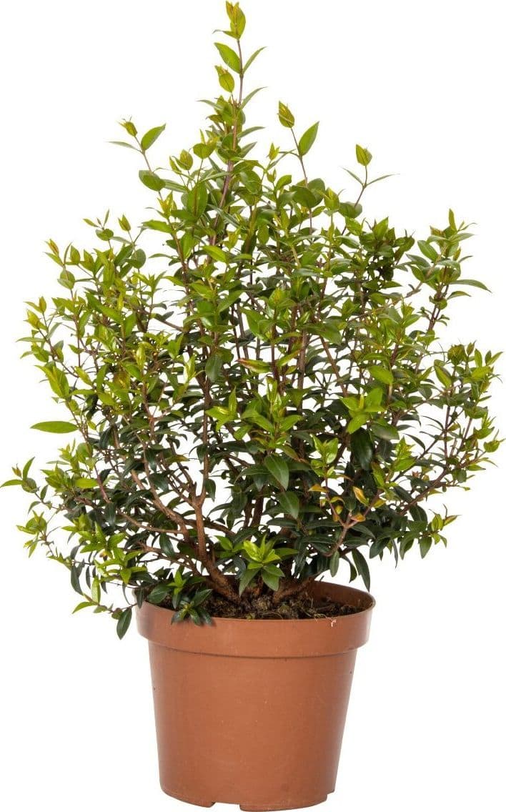 Pianta di Mirto - altezza 50/60 cm Pianta vera in vaso, Pianta da Terrazzo, Cespuglio Giardino e giardinaggio/Giardinaggio/Piante da esterno/Piante da frutta Maxbest Plants - Messina, Commerciovirtuoso.it