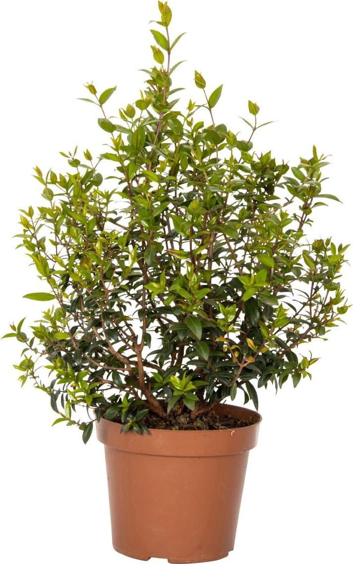 Pianta di Mirto - altezza 50/60 cm Pianta vera in vaso, Pianta da Terrazzo, Cespuglio Giardino e giardinaggio/Giardinaggio/Piante da esterno/Piante da frutta Maxbest Plants - Messina, Commerciovirtuoso.it