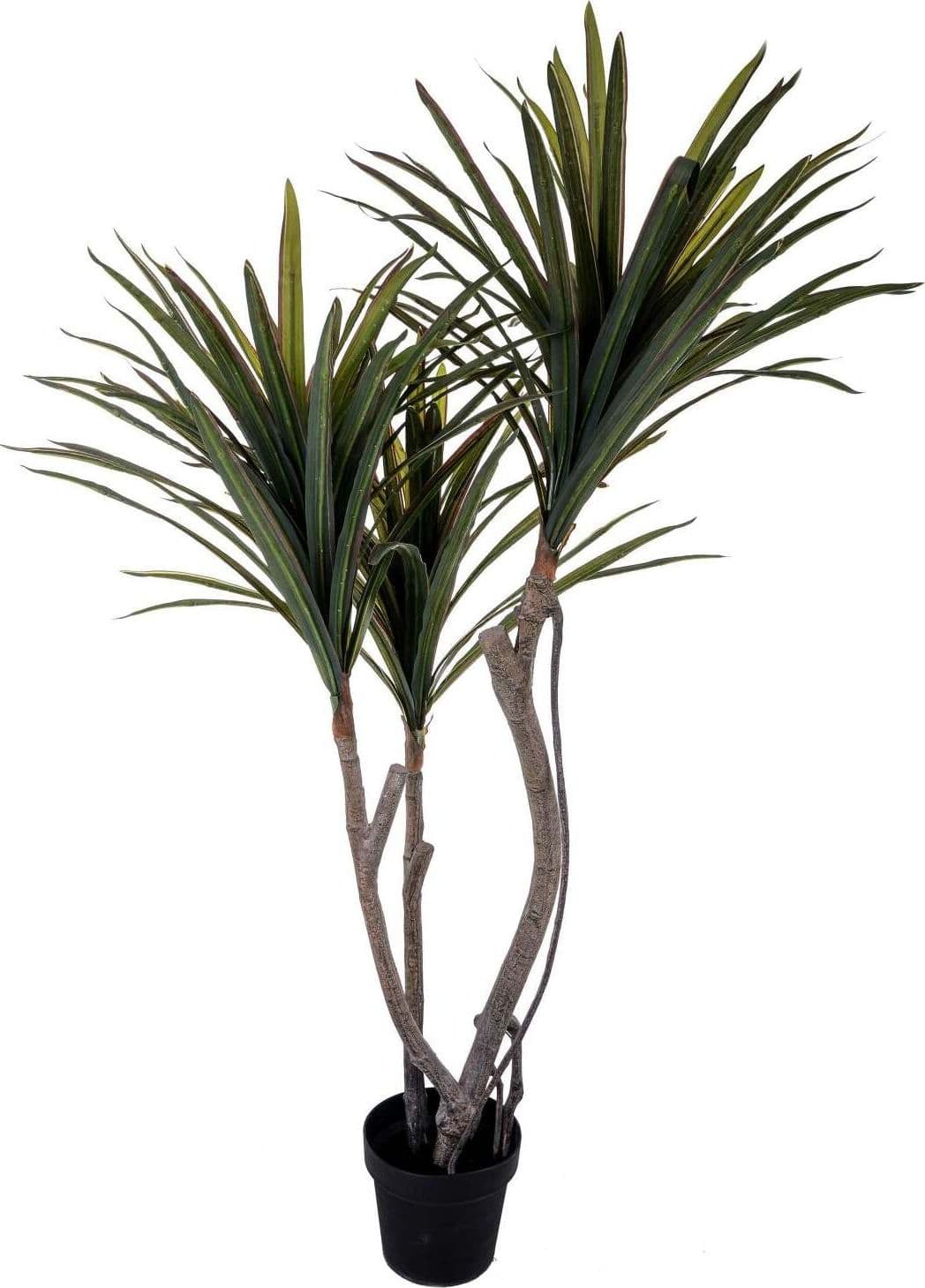 Pianta Dracena Marginata 122 Fgl 120cm C/vaso Bianchi Dino Giardino e giardinaggio/Piante semi e bulbi/Piante da interno/Alberi Loft Uno di Casa - Catania, Commerciovirtuoso.it