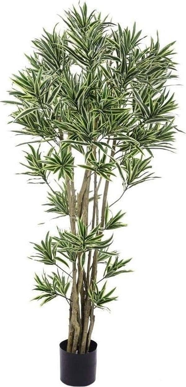 Pianta Dracena Reflexa 155 Cm Bianchi Dino Giardino e giardinaggio/Piante semi e bulbi/Piante da interno/Alberi Loft Uno di Casa - Catania, Commerciovirtuoso.it