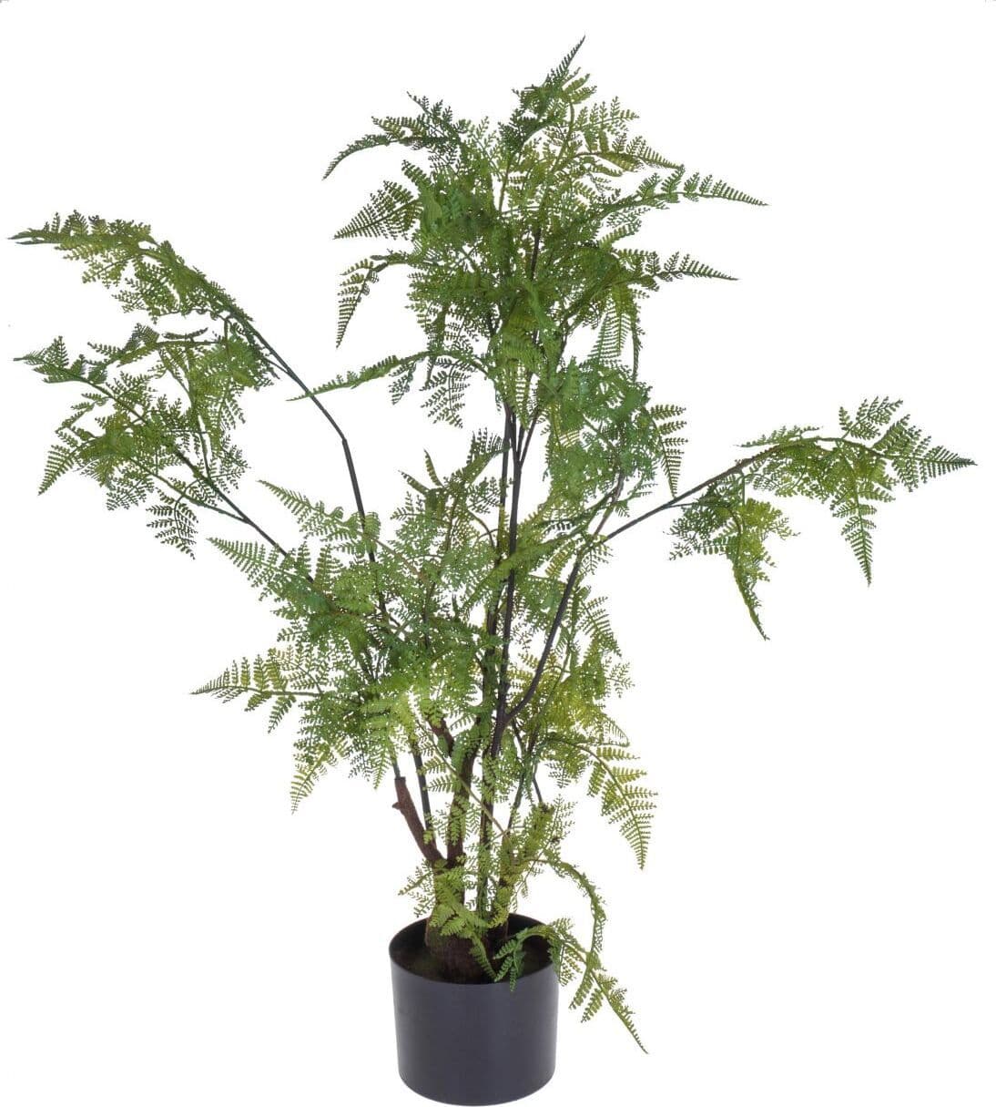 Pianta Felce C/vaso 80 Cm Bianchi Dino